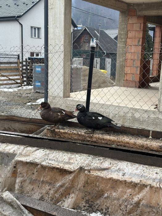 Gaste si rate de vanzare