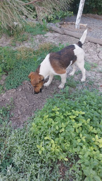 Фокстерьер кобель