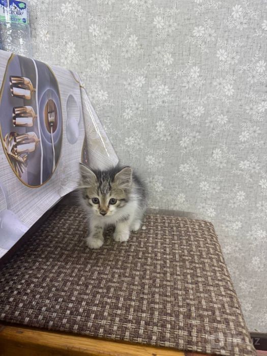 Ищем Семьи Котятма