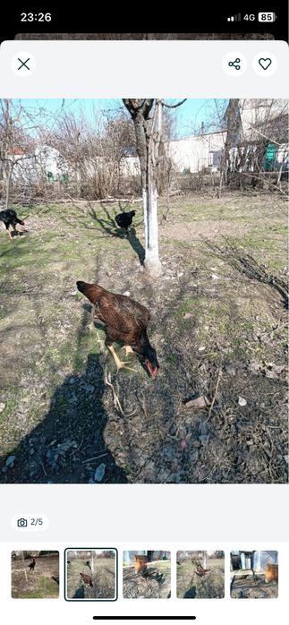 дакан кораз сатылады