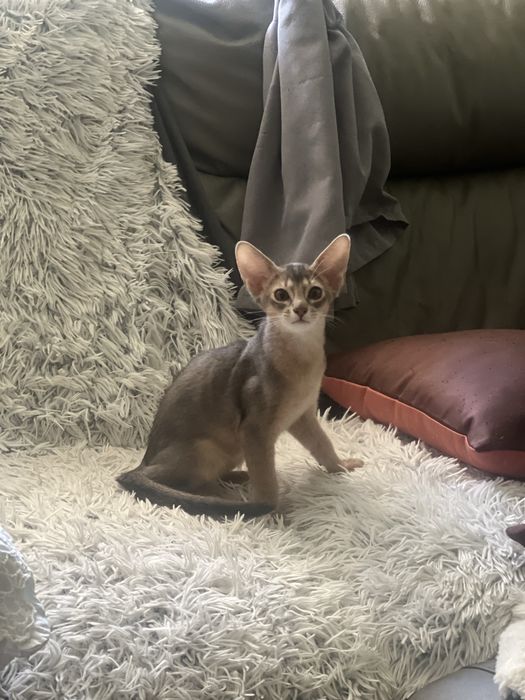Абисинско котенце