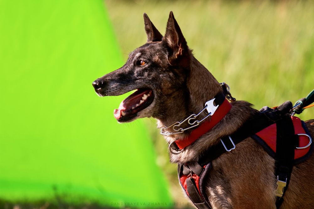 Щенки бельгийской овчарки малинуа