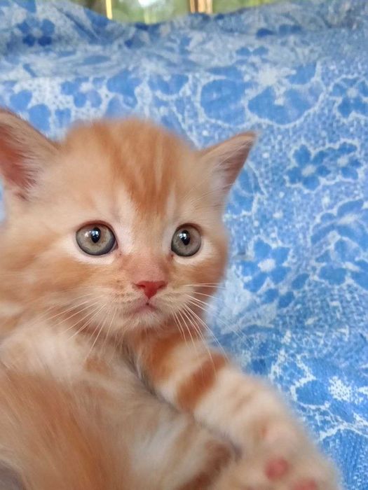 Котята Скоттиш Страйт