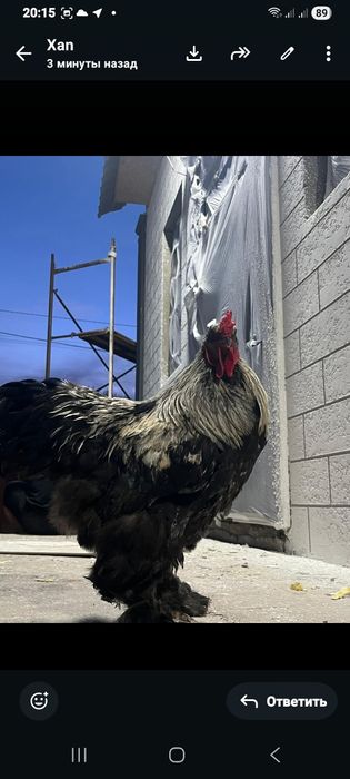 Продам или вариант на карликовые куры