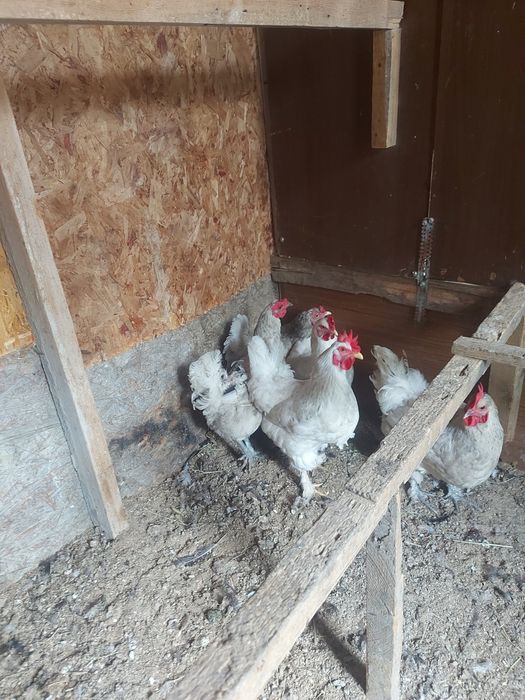 Продается куры смешаной породы