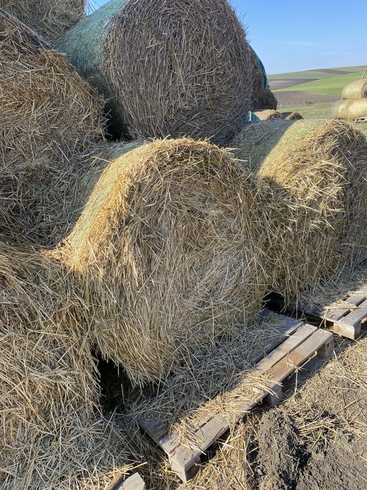 Baloti paie de grau