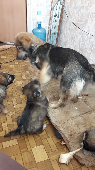 Щеночки-звоночки