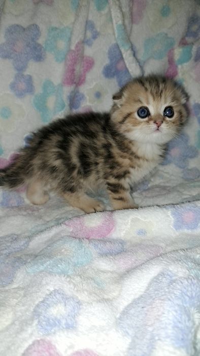 Чистокровный Котёнок породы скоттиш-фолд