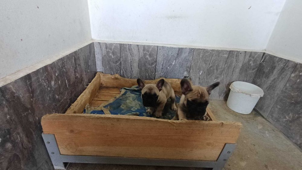 френски златист булдог