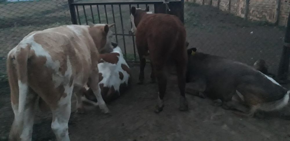 Бука сатамын 4 бас