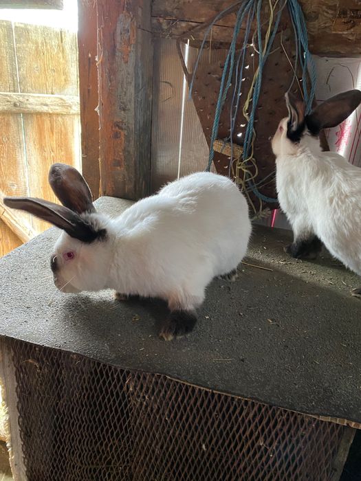 Iepurii de rasă de vânzare