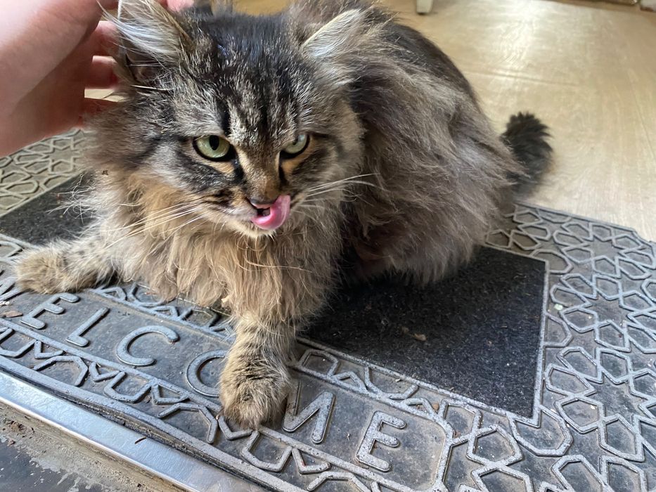 Кошка, отдаем в хорошие руки