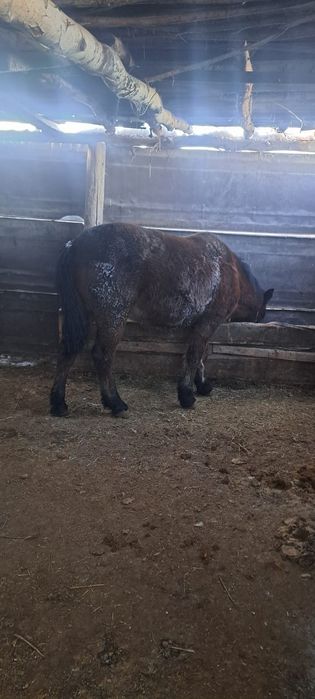 Жылқы сатылады Продаётся лошадь