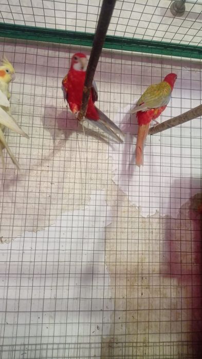 Золотая рыбка продаёт гранатовые разеллы