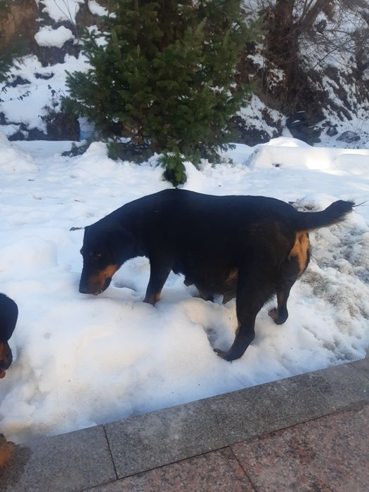 Щенок ягдтерьера