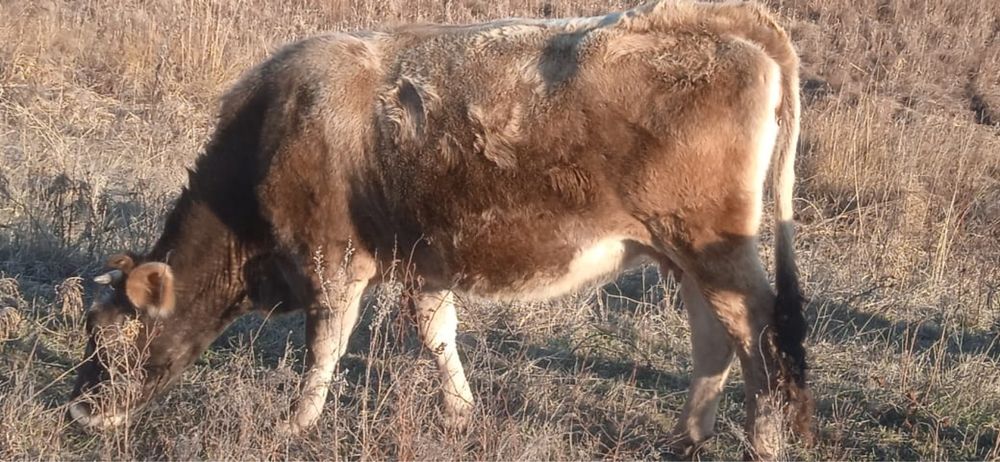 Сиырлар сатылады