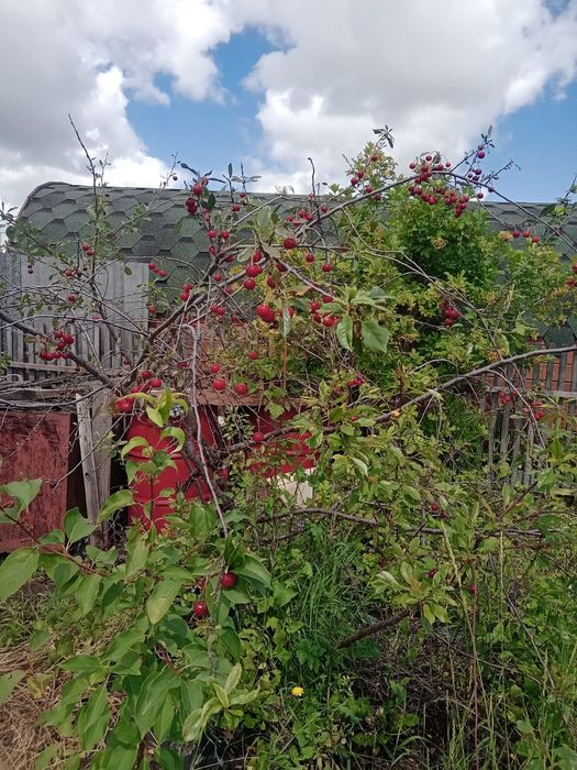 Продам дачу район Новопавловки