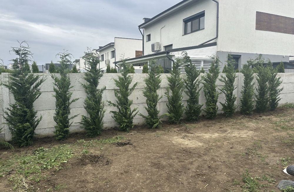 Leylandii chiparos cea mai buna calitate