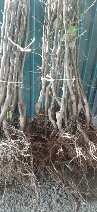 Продам саженцы  яблони