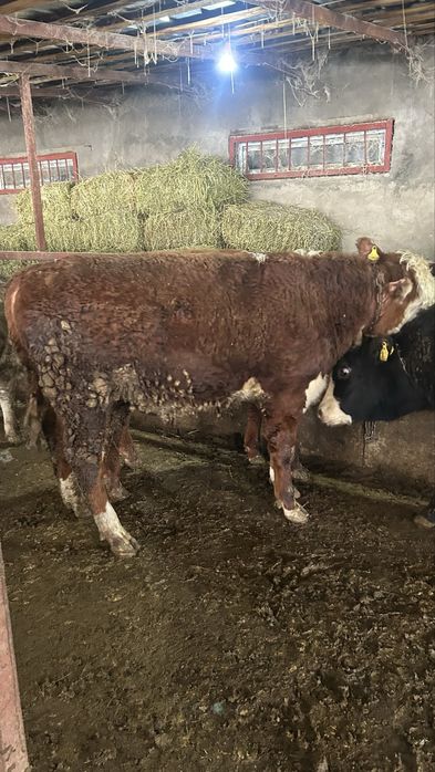 Бычок акбас годовалый