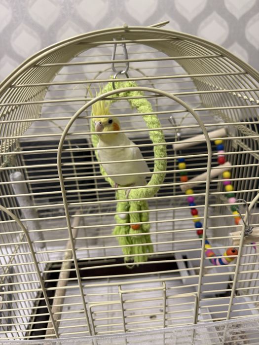 Продается попугай Корелла