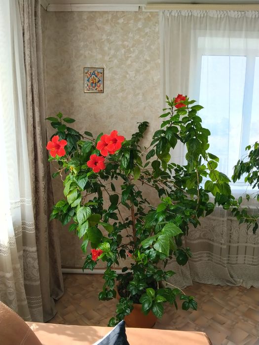 Продам комнатные цветы.можно в офис.