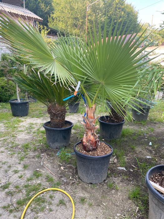 Vând palmier Washingtonia și alte specii