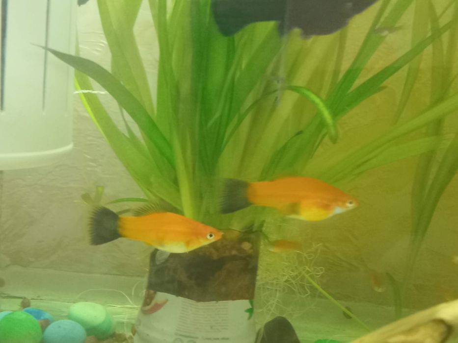 Аквариум балықтары сатылады