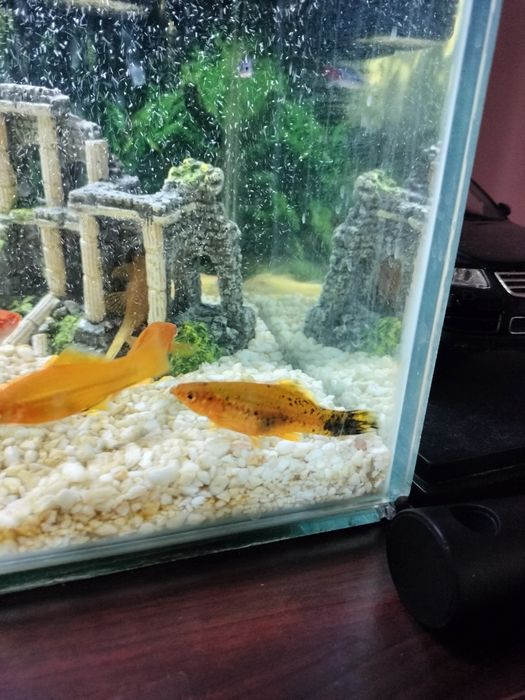 Vând pești xifo, masculi,femele adulți.