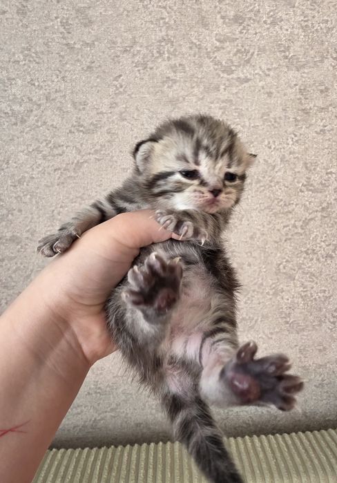 шотландские котята