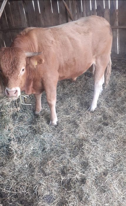 Tauras  Limousine  de vânzare