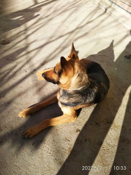 Щенки немецкой овчарки