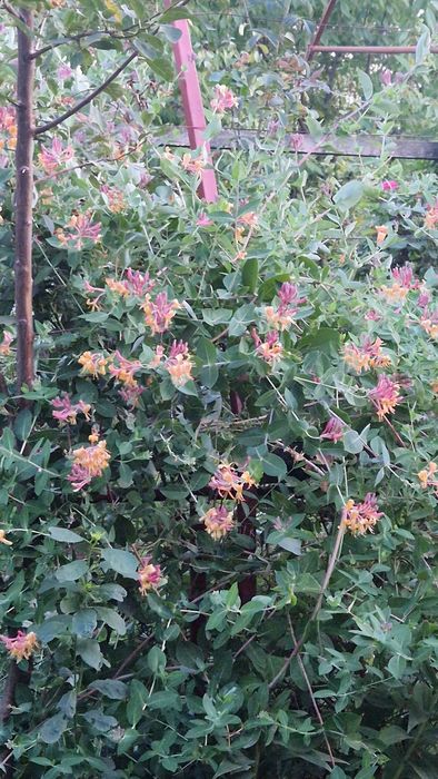 Lonicera x heckrottii 'Gold Flame' - Mana Maicii Domnului, Caprifoi