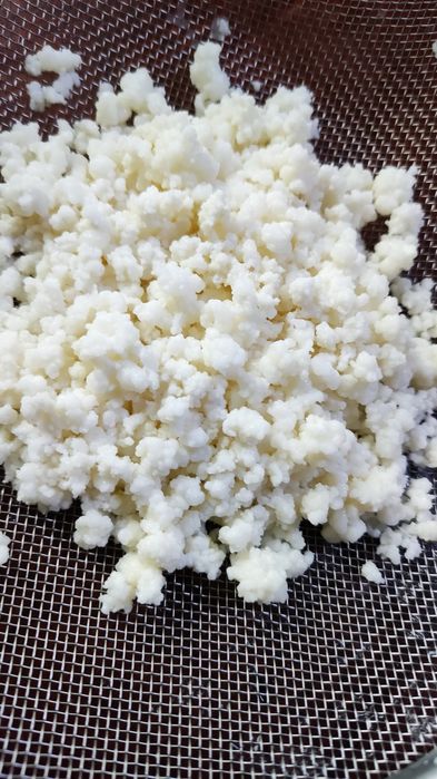 Тибетский молочный гриб