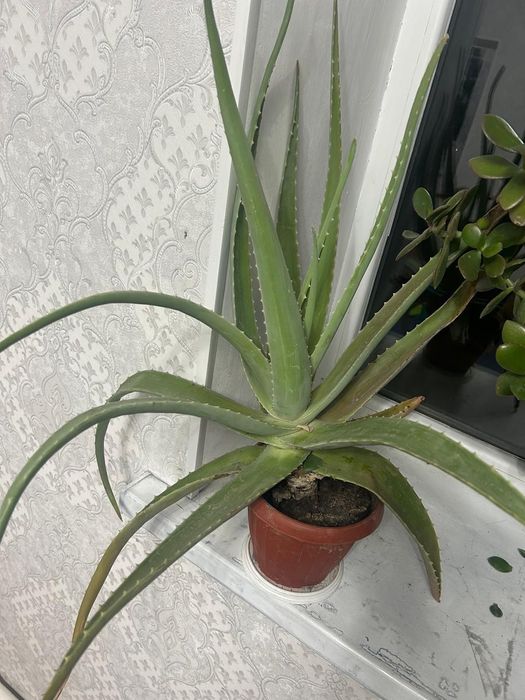 Продам алое вера и доллар