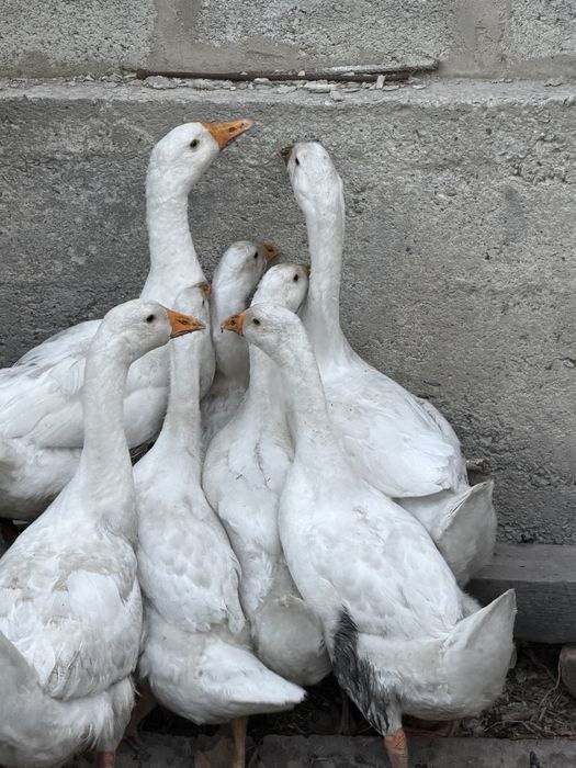 Гусята 3х месячные