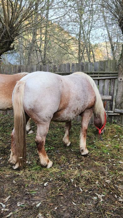 Vând 2 iepe de rasă – crescute în munte, puternice și sănătoase.