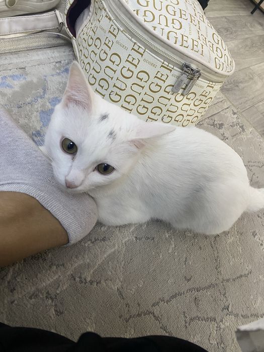 20 тысяч, если найдете