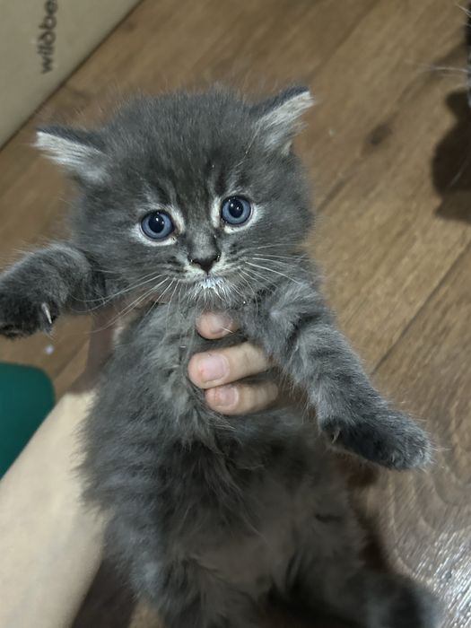 Продаю котят породистые