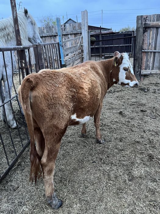 Продаются бычок и телка