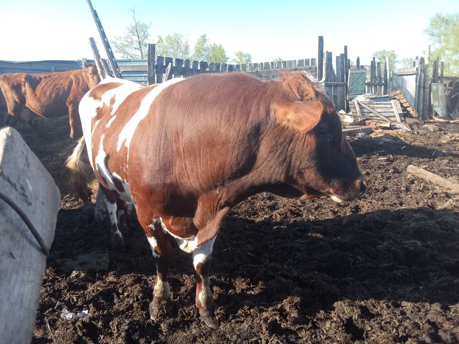 Продам дом с хозяйством