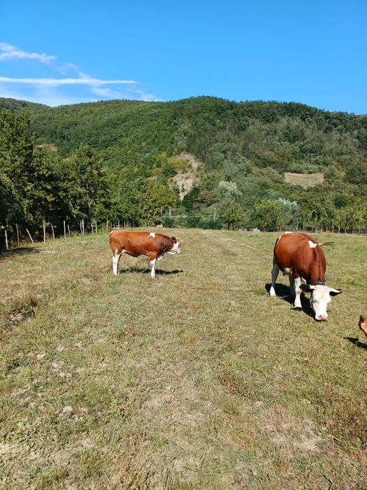 Junincă cu vițel de vânzare