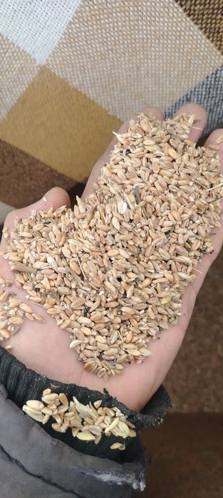 Продам пшеничные отходы