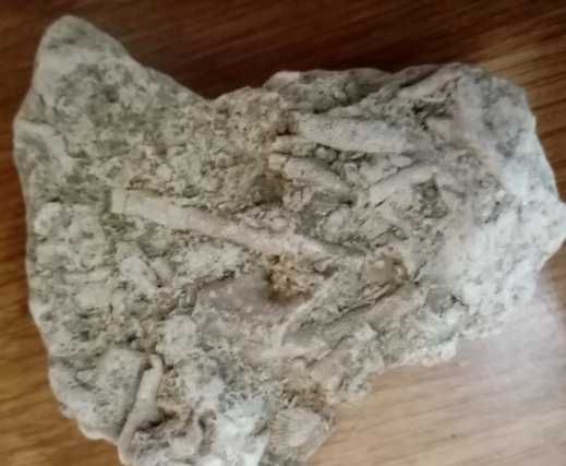 Фосили колония бриозои