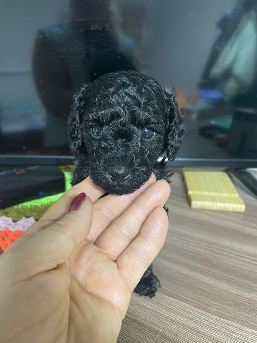 Щенки той пудель