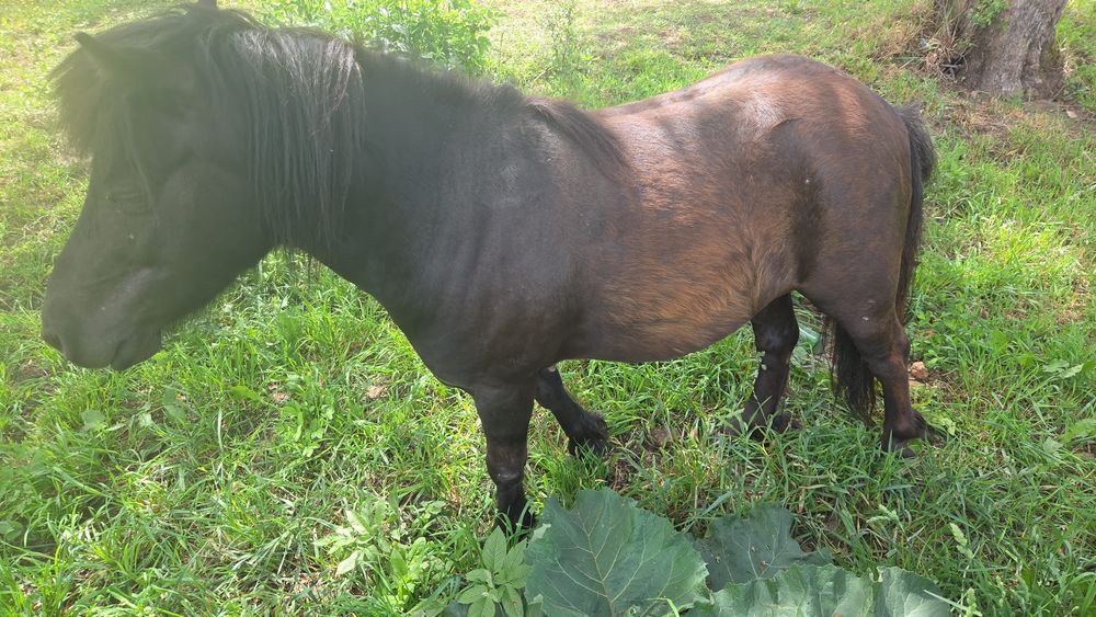 Vind ponei mascul castrat foarte blând