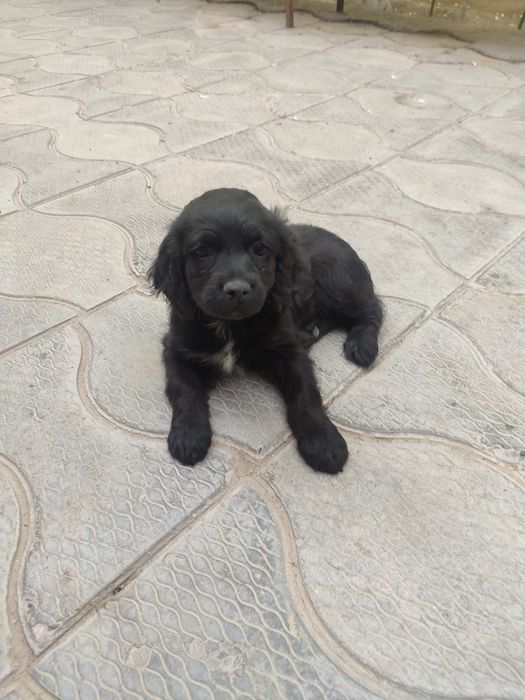 Собачки щенки спаниель