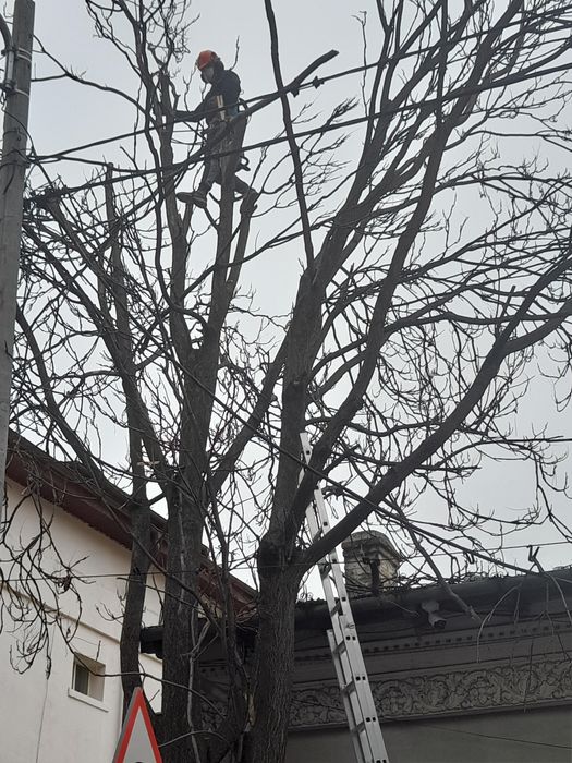 Taiere copaci toaletari întreținere grădini alpinisti utilitari