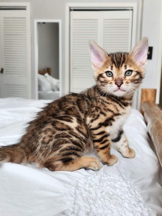 Bengal puiut femela