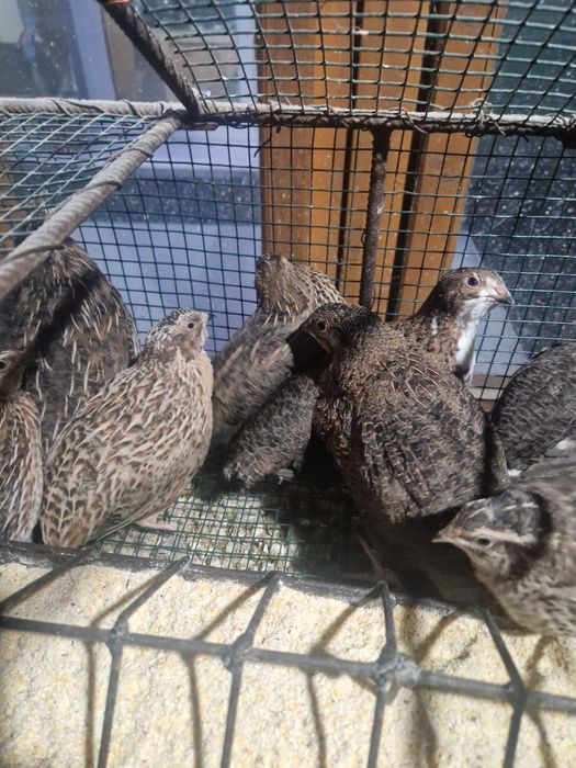 Prepelite si pui de prepelite